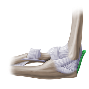 Distal tendon of triceps brachii muscle (#14164)