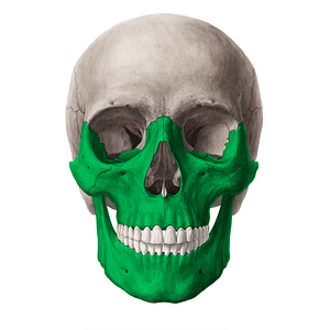 Viscerocranium (#21248)