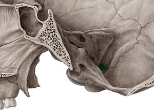 Jugular foramen (#3749)