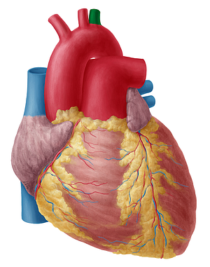 Left subclavian artery (#1826)