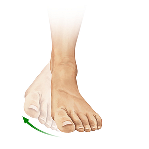 Myotomes L4-L5 (#21155)