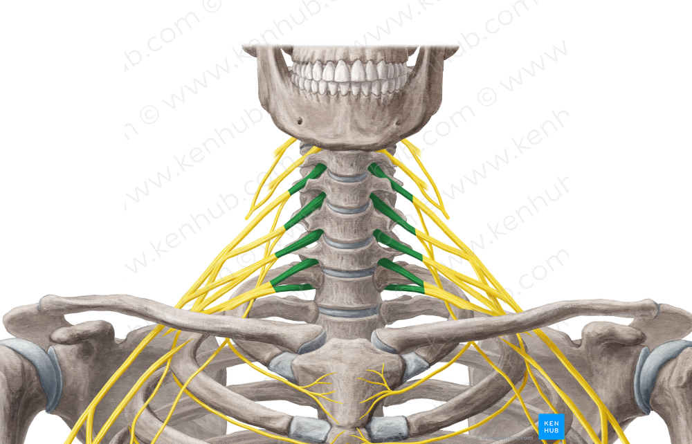 Spinal Nerves C3 C7 6201 Kenhub Image License Store