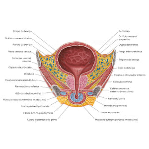 Male urinary bladder (Portuguese)