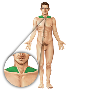 Supraclavicular fossa (#3893)