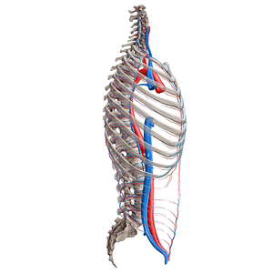 Anterior intercostal vein (#16359)