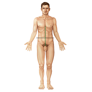 Anterior median line (#18497)