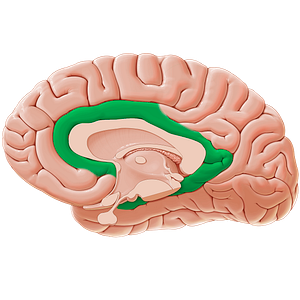 Limbic lobe (#11847)