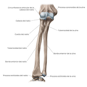 Radius and ulna: Anterior view (Spanish)
