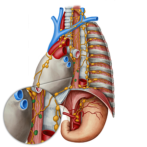 Juxtaesophageal lymph nodes (#21817)