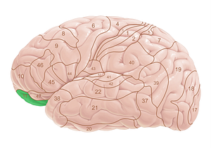 Brodmann area 11 (#18021)