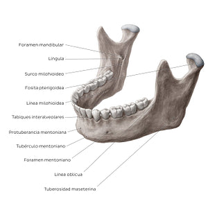 Mandible (Anterolateral view) (Spanish)