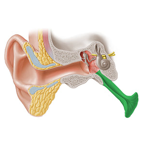 Auditory tube (#9678)