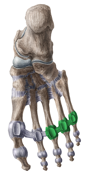 Ligaments of 3rd - 5th metatarsophalangeal joints (#4452)