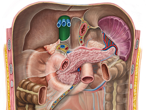 Inferior vena cava (#10068)