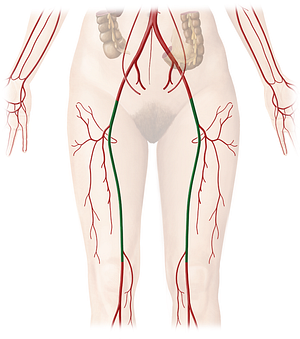 Femoral artery (#1252)