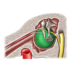 Tympanic membrane (#20594)