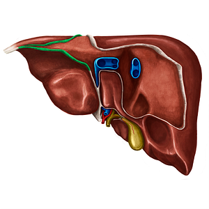 Left triangular ligament of liver (#4667)
