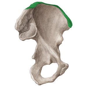 Iliac crest (#20298)