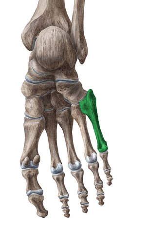 5th metatarsal bone (#7430)