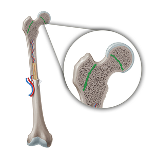 Epiphysial line (#21354)