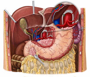 Right inferior phrenic artery (#1180)