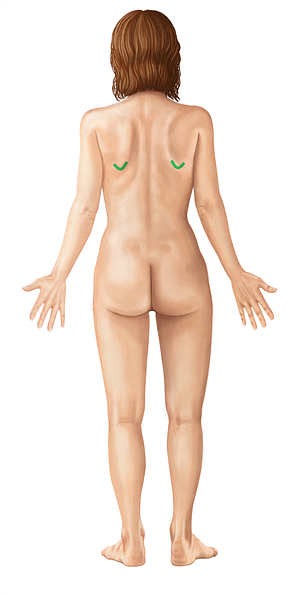 Inferior angle of scapula (#652)