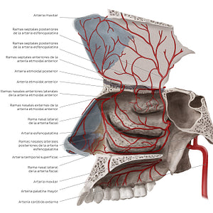Arteries of the nasal cavity (Spanish)