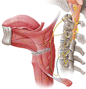 Inferior root of ansa cervicalis (#8440)