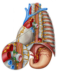 Tracheobronchial lymph nodes (#7121)