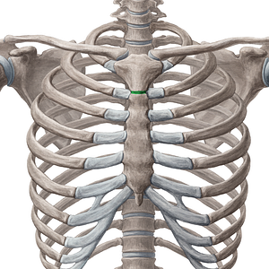Manubriosternal joint (#658)