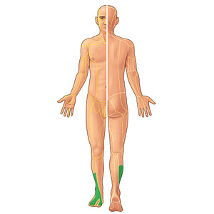 Superficial fibular nerve (#21887)