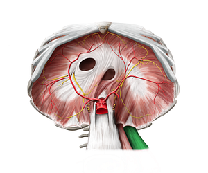 Quadratus lumborum muscle (#5815)