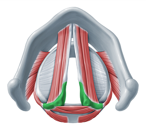 Arytenoid cartilage (#18299)
