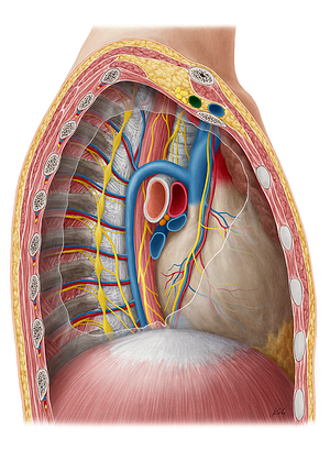 Subclavian artery (#1815)