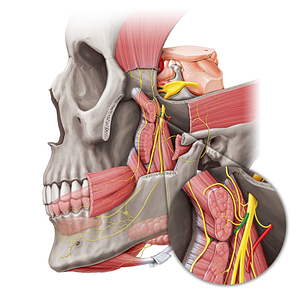 Anterior division of mandibular nerve (#20461)