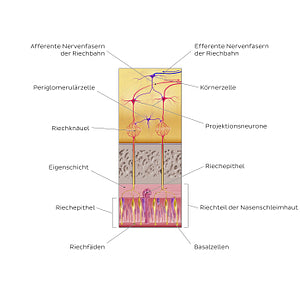 Olfactory nerve (olfactory organ and bulb) (German)