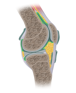 Synovial membrane (#16255)