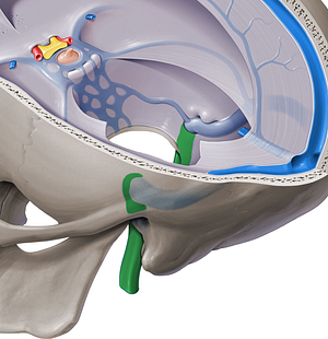 Internal jugular vein (#10360)