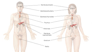 Endocrine system (Latin)