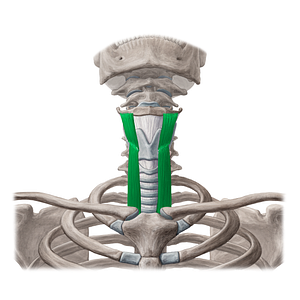 Thyrohyoid muscle & sternothyroid muscle (#6099)