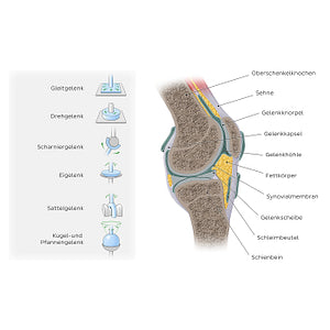 Synovial joints: Types and structure (German)