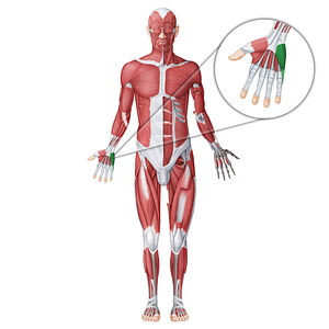 Hypothenar muscles (#18775)
