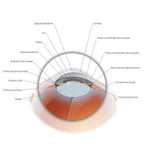 Anterior eyeball (Spanish)