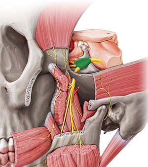 Trigeminal ganglion (#4039)