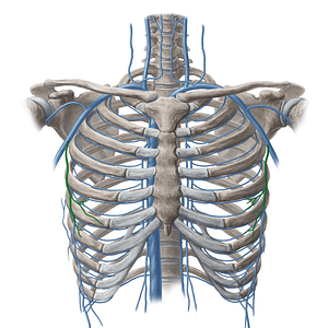 Lateral thoracic vein (#20109)