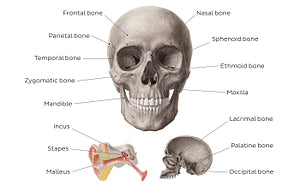 Main bones of the head (English)