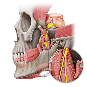 Chorda tympani (#20646)
