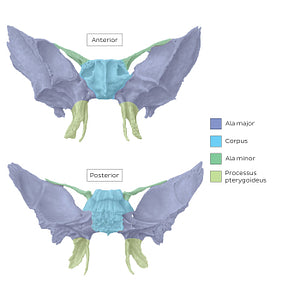 Sphenoid bone (parts) (Latin)