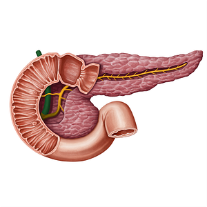 Bile duct (#13937)