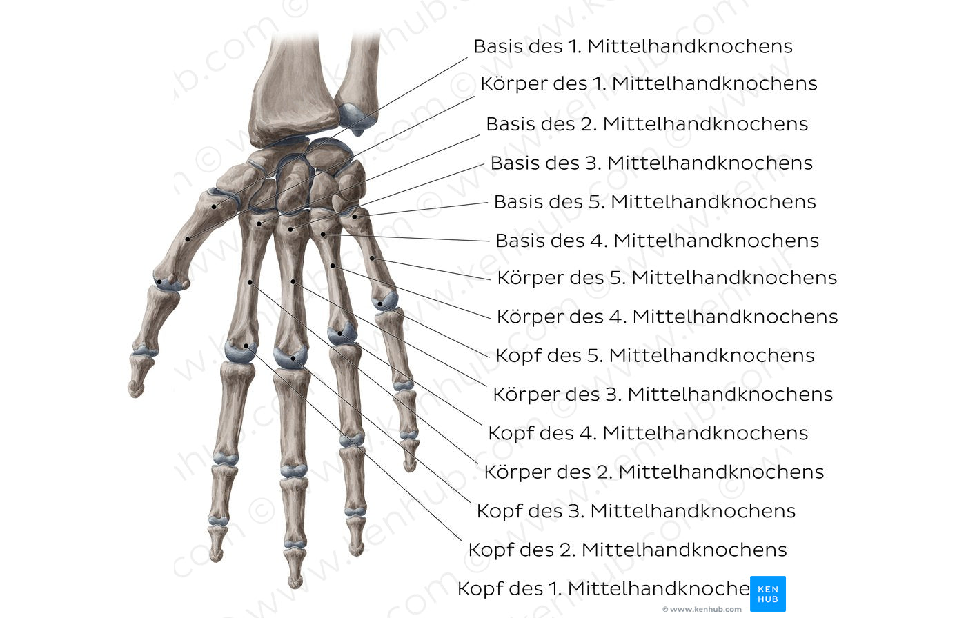 Metacarpal Bones (German) – Kenhub Image License Store